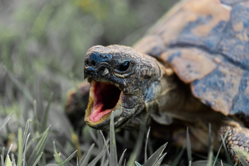photo of turtle s mouth